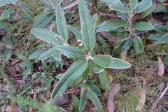 Olearia megalophylla