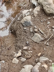 Pelophylax ridibundus