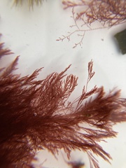Antithamnionella floccosa