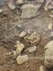 Pelophylax ridibundus