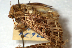 Sideridis reticulata