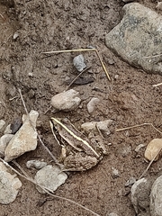 Pelophylax ridibundus