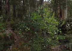 Pimelea drupacea