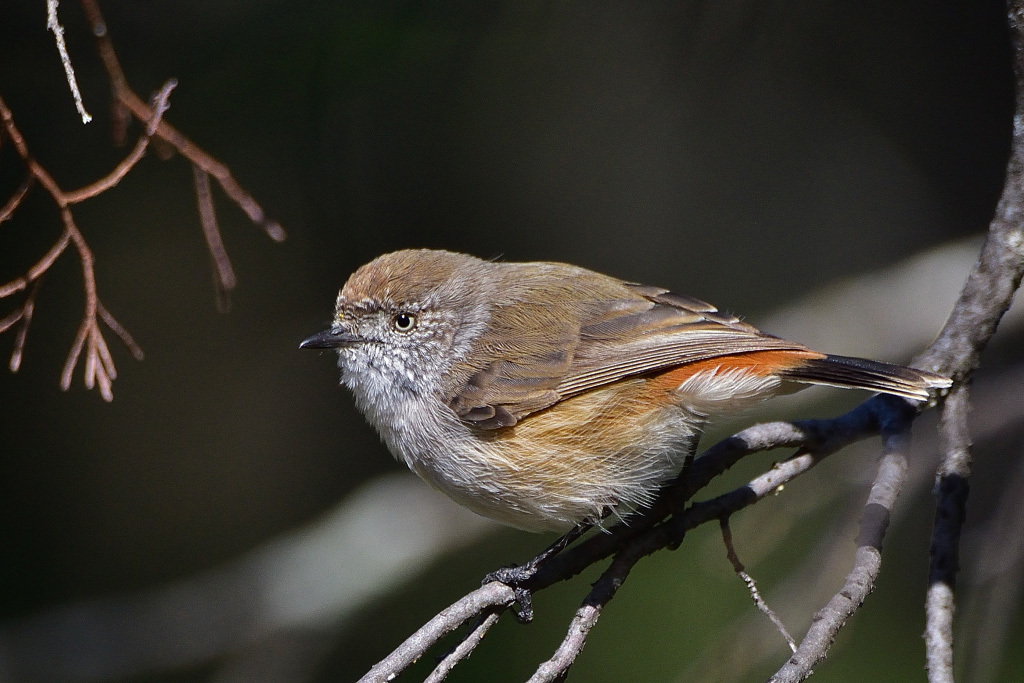 Chestnut-rumped Thornbill photo