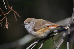 Chestnut-Rumped Thornbill photo 1