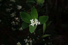 Pimelea drupacea