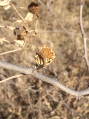 Grindelia ciliata