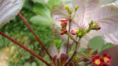 Jatropha gossypiifolia