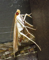 Agathodes monstralis