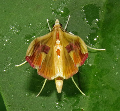 Agathodes monstralis