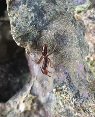 Odontomachus malignus