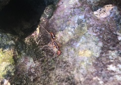 Odontomachus malignus