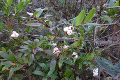 Gaultheria appressa