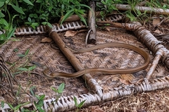 Mastigodryas boddaerti