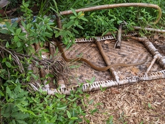 Mastigodryas boddaerti