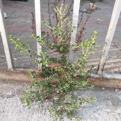 Baccharis conferta