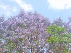 Jacaranda mimosifolia