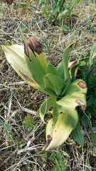 Himantoglossum hircinum