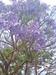 Jacaranda mimosifolia