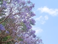 Jacaranda mimosifolia