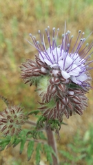 Phacelia tanacetifolia