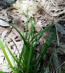 Carex bulbostylis