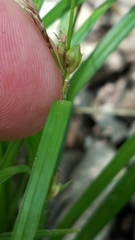 Carex bulbostylis