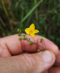 Physaria argyraea