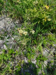 Serjania brachycarpa