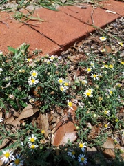 Aphanostephus ramosissimus