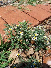 Aphanostephus ramosissimus