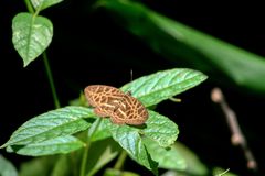 Catuna crithea