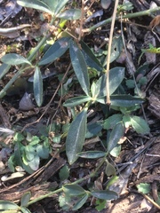 Ditaxis humilis