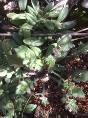 Lepidium lasiocarpum