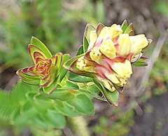 Penaea cneorum gigantea