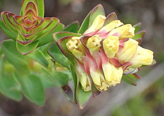 Penaea cneorum gigantea