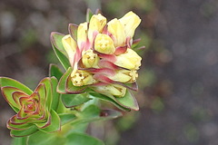 Penaea cneorum gigantea