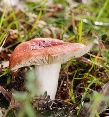 Russula persanguinea