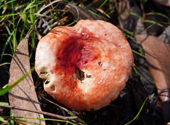 Russula persanguinea