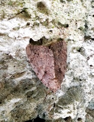 Acronicta rubricoma