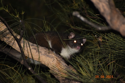 Western Ring-tailed Possum