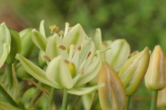 Albuca virens virens