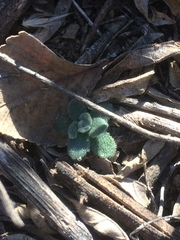 Tomostima cuneifolia