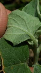 Physalis mollis