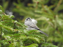 Motacilla alba