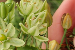 Albuca virens virens