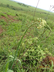 Albuca virens virens