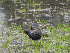 Sturnus vulgaris