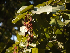 Piliostigma foveolatum