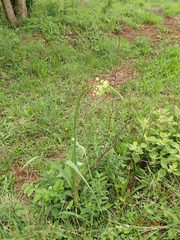 Albuca virens virens